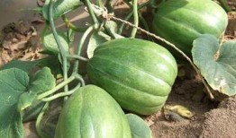 吃香瓜最新事件爆料,最新爆料揭示惊人内幕