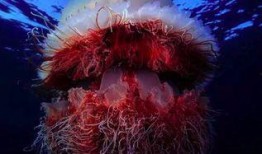 记者爆料野生水母视频大全,记者捕捉野生水母视频大全