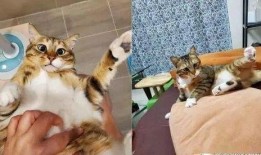 胖猫爆料老板视频,视频爆料背后的惊人真相