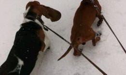 老汪爆料支架视频,老汪爆料视频深度解析