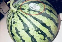 网红吃瓜排行榜,揭秘热门事件背后的明星动态