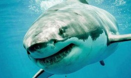 海洋爆料大白鲨视频大全,海洋爆料大白鲨视频大全揭秘