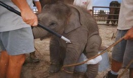 大象玛莉爆料事件真相视频,真相视频曝光背后的惊人内幕