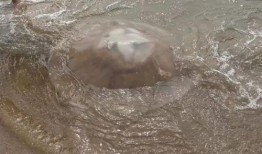 记者爆料野生水母视频大全,记者捕捉野生水母视频大全