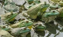 网红青蛙吃瓜视频,揭秘网络红人的幕后生活