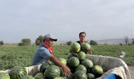 青岛吃瓜群众免费吃瓜微信区,青岛瓜友集结！免费吃瓜活动微信专区火热开启