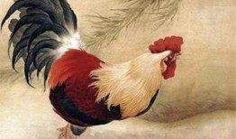 属鸡的女人 在线观看,在线观看独特风采