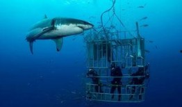 海洋爆料大白鲨视频下载,揭秘大白鲨神秘身影