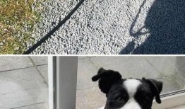 狗狗最新爆料视频大全图片,萌宠瞬间大盘点，笑料十足！