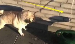 巴哥爆料水管怎么处理视频,水管处理技巧视频详解