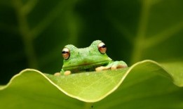 网红青蛙吃瓜视频,揭秘网络红人的幕后生活