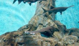 爆料小丑鱼视频全集,视频全集深度解析