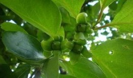 老中医爆料树叶视频播放,揭秘老中医树叶疗法的神奇功效