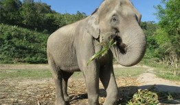 大象玛莉爆料事件真相视频,真相视频曝光背后的惊人内幕