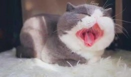 胖猫爆料老板视频,视频爆料背后的惊人真相