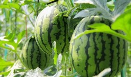 青岛吃瓜群众免费吃瓜微信区,青岛瓜友集结！免费吃瓜活动微信专区火热开启