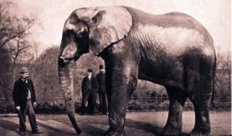 大象玛莉爆料事件真相视频,真相视频曝光背后的惊人内幕