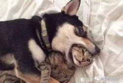 独家爆料玩法狗子视频大全,玩法狗子视频大全，带你领略萌宠魅力