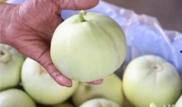 田心三水吃瓜免费,免费品尝共享田园乐趣