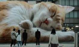 巨猫官方最新爆料,揭秘神秘新品，引领潮流新趋势