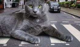 巨猫官方最新爆料,揭秘神秘新品，引领潮流新趋势