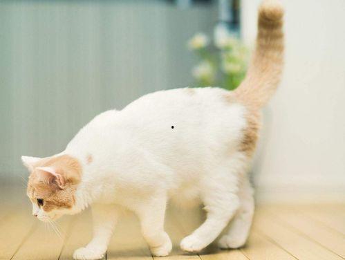 娱乐吃瓜君猫咪,揭秘娱乐圈的萌宠生活